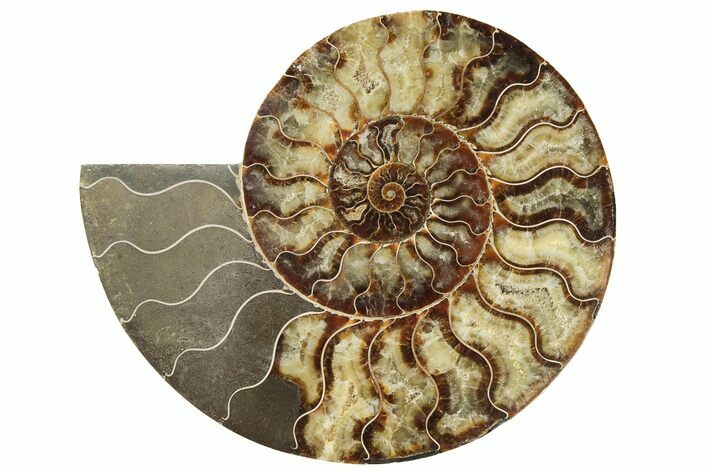 Cut & Polished, Agatized Ammonite Fossil (Half) - Madagascar #191590